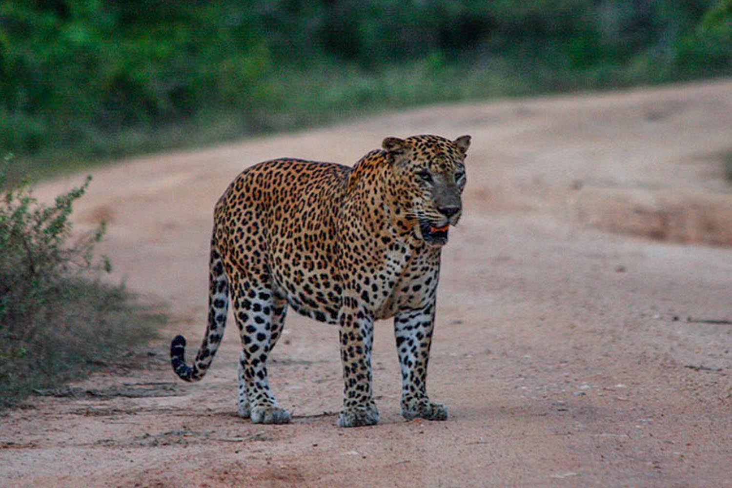 yala safari