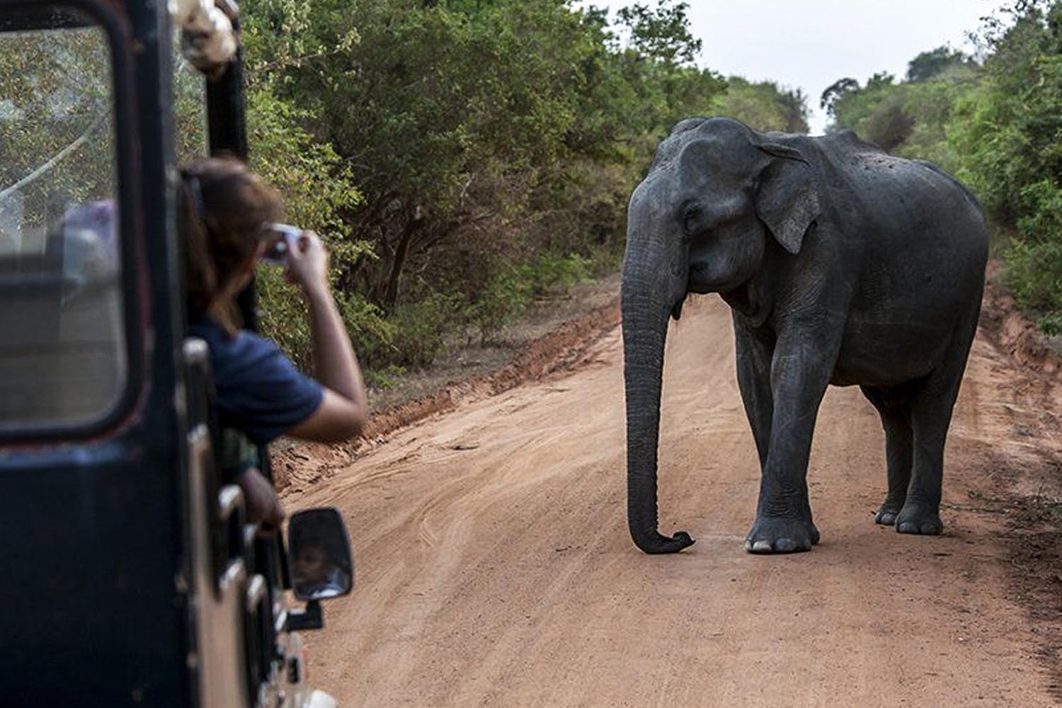 yala safari